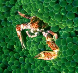 'PORCELIN' Porcelin crab on bubble anemone. Solonmon Sea,... by Rick Tegeler 